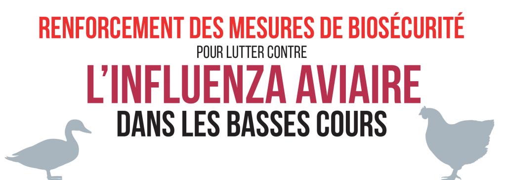 Influenza Aviaire Dans Les Basses Cours : Déclaration Des Volailles Et ...